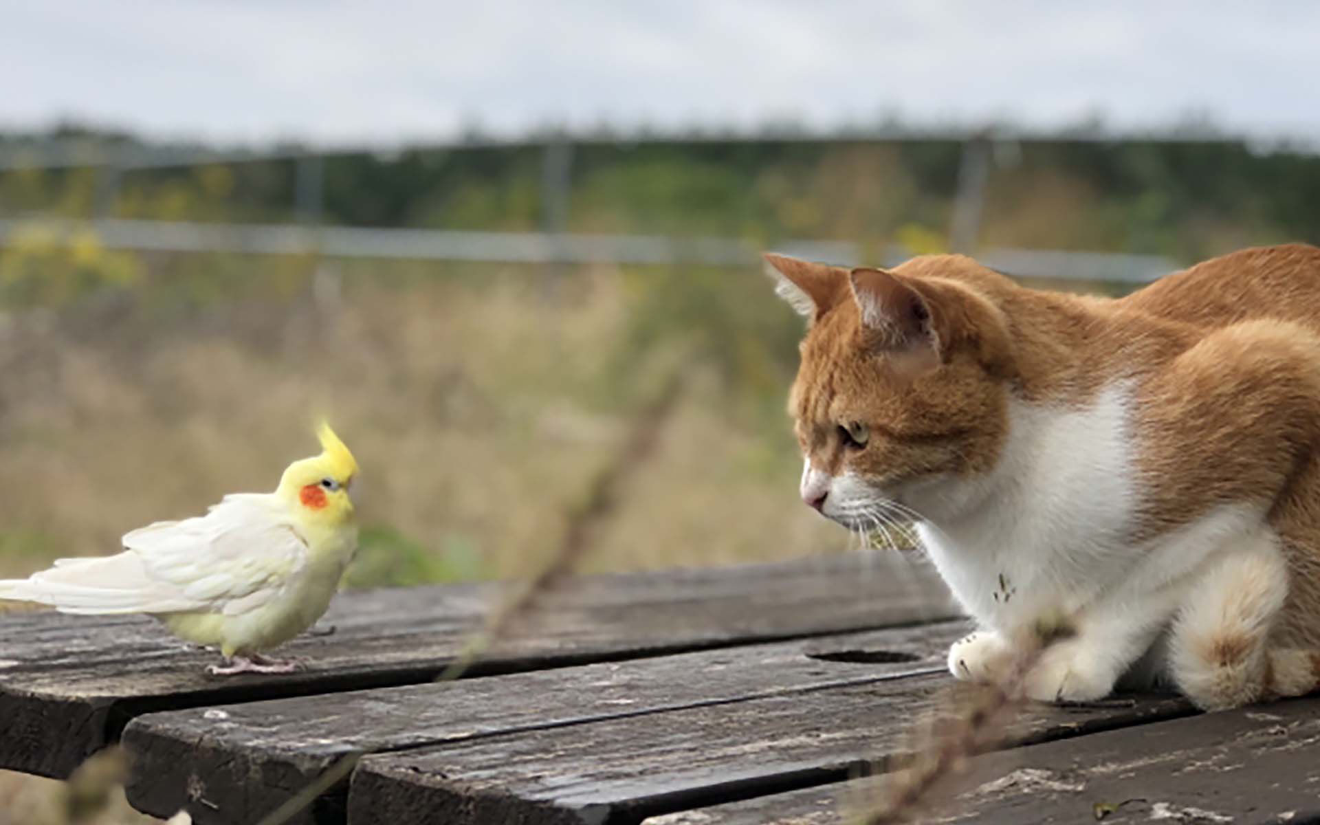 猫とインコは同居できる？一緒に飼う際の対策と注意点とは