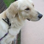 犬の散歩時間の目安とは？大きさ・品種ごとの運動量の違い、注意事項を解説