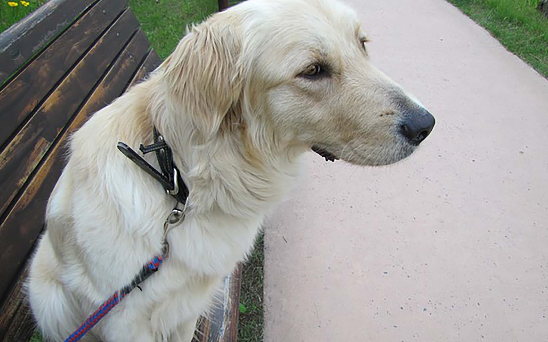 犬の散歩時間の目安とは？大きさ・品種ごとの運動量の違い、注意事項を解説