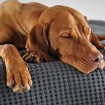 犬の納骨方法を徹底解説！納骨できる場所やタイミング、費用相場を紹介