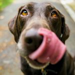 愛犬中心の生活にうんざり？愛犬を飼うんじゃなかったと後悔した理由