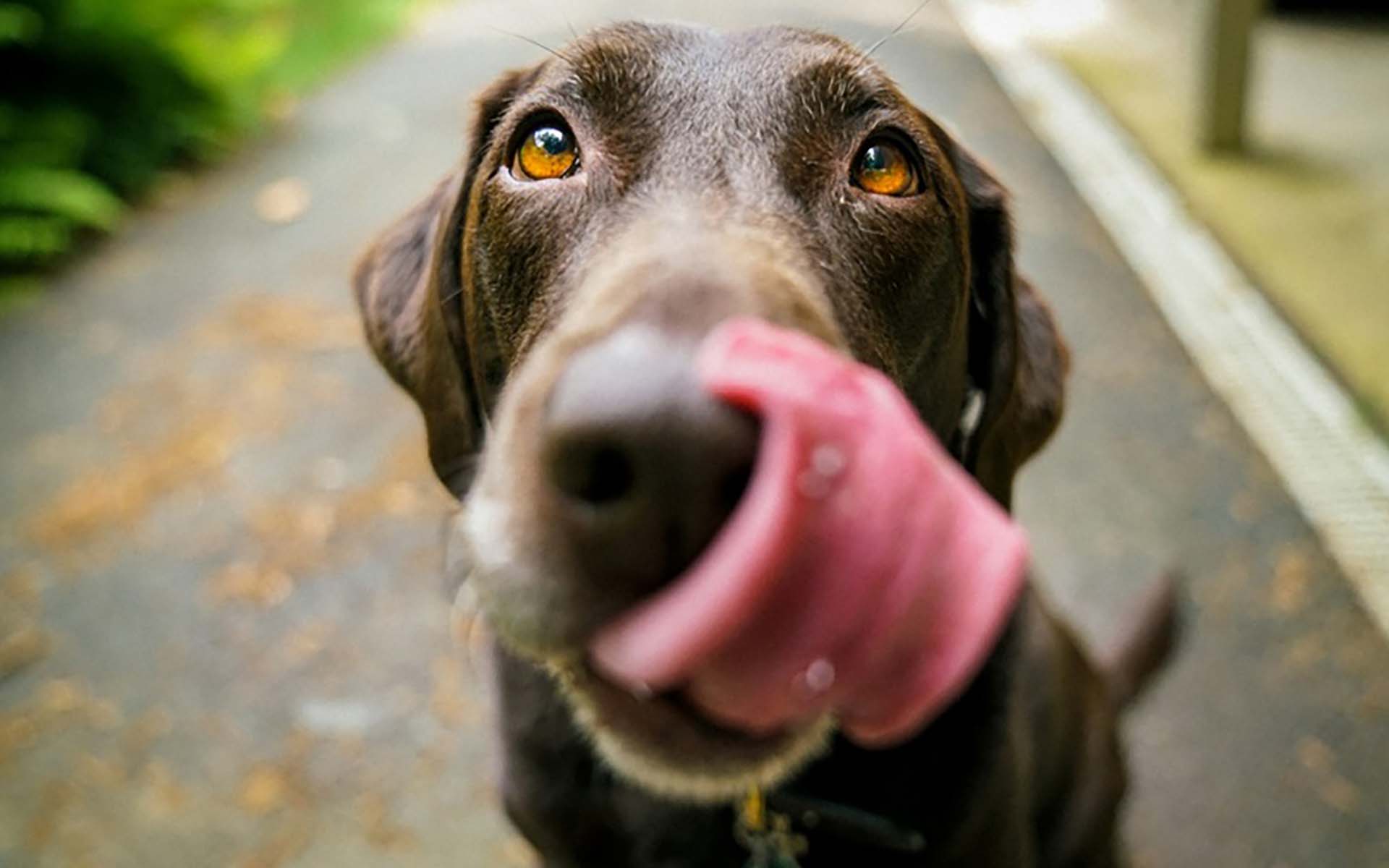 愛犬中心の生活にうんざり？愛犬を飼うんじゃなかったと後悔した理由