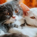 猫のオスとメスの違いは？飼うために知っておきたい性別の違い