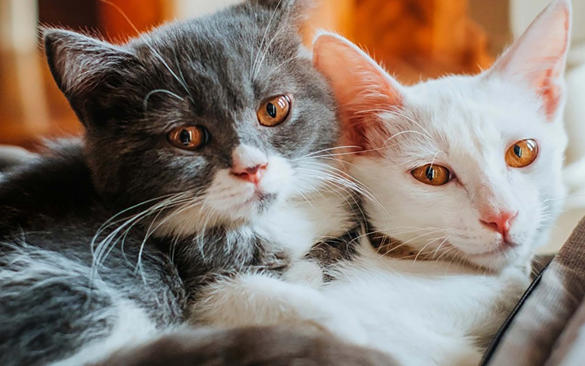猫のオスとメスの違いは？飼うために知っておきたい性別の違い