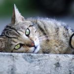野良猫を保護するには？捕獲方法や保護した後にすべきことも紹介！