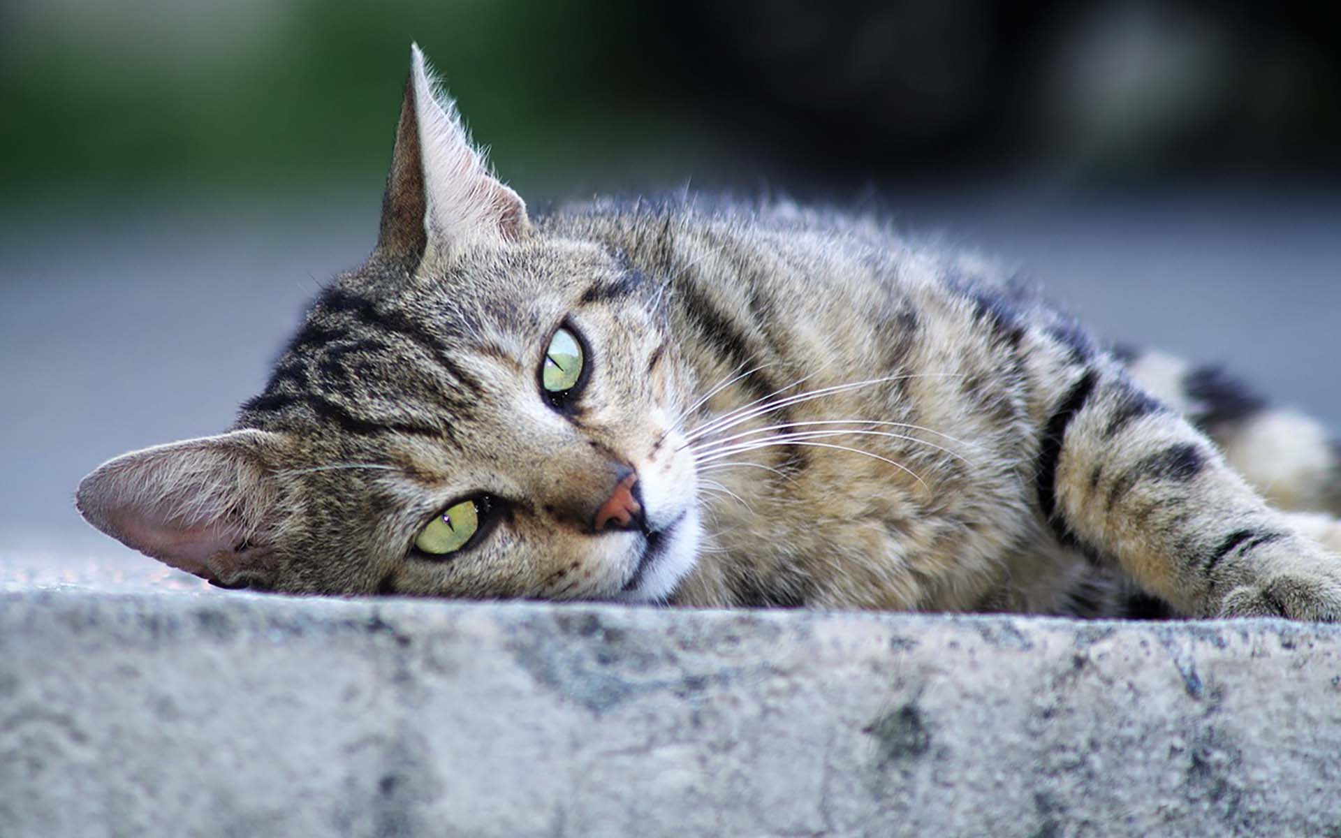 野良猫を保護するには？捕獲方法や保護した後にすべきことも紹介！