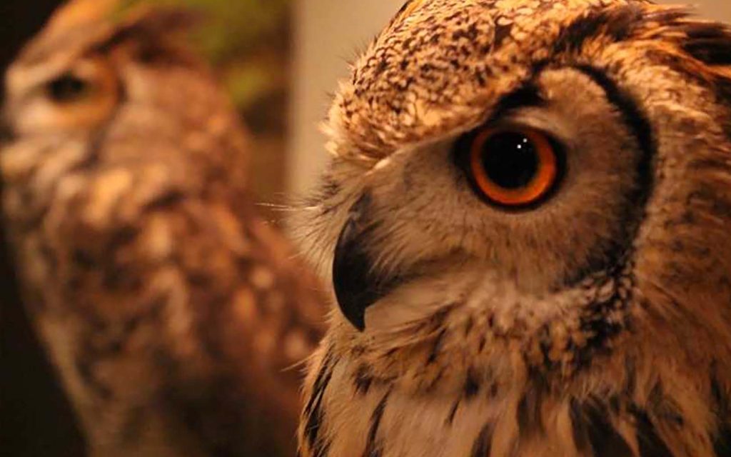 大型フクロウの種類