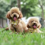 【小型犬の寿命は？】大型犬に比べて寿命が長い理由と長生きの秘訣について