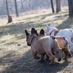 犬の背中が曲がるのは病気！？原因や治療法、予防方法を解説