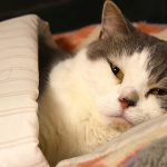 猫を飼ったら避妊すべき？理由や時期、避妊後のフォロー方法について