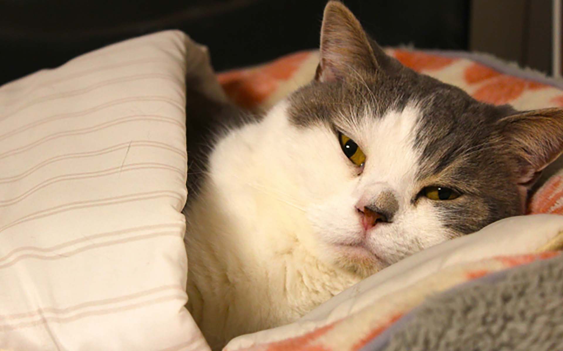 猫を飼ったら避妊すべき？理由や時期、避妊後のフォロー方法について