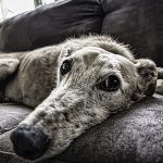 老犬はかわいい？シニア期の犬の行動やかわいい老犬の姿を紹介