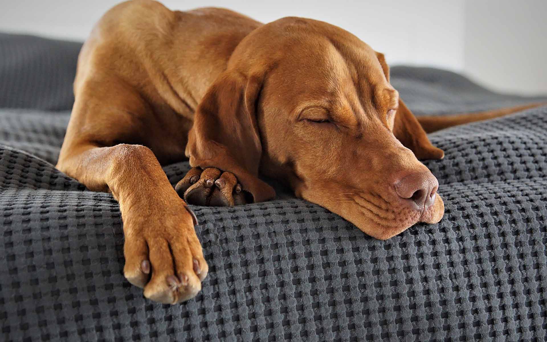 犬の納骨方法を徹底解説！納骨できる場所やタイミング、費用相場を紹介