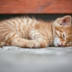 猫は納骨したほうが良い？納骨の必要性やタイミング、費用相場を紹介