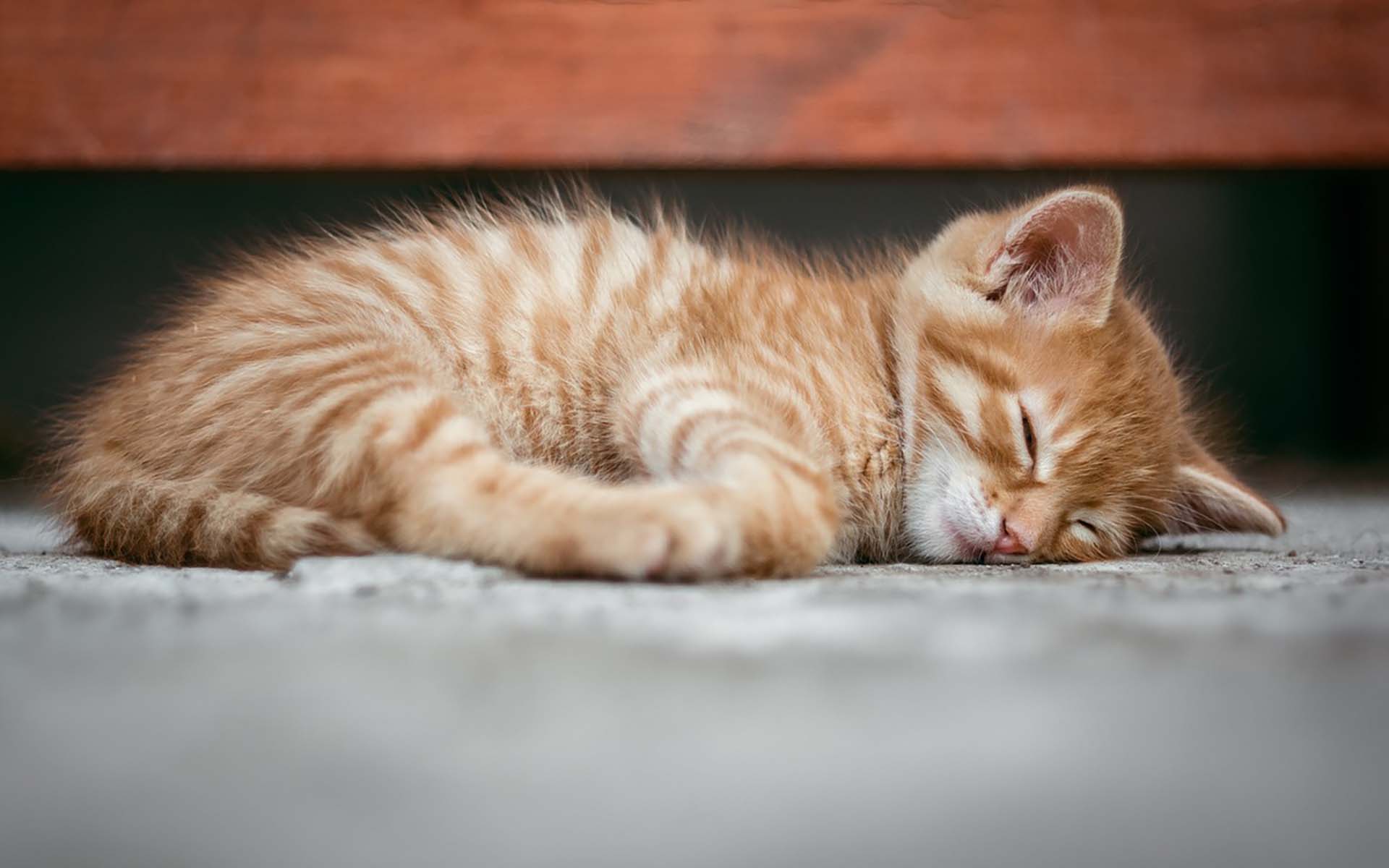 猫は納骨したほうが良い？納骨の必要性やタイミング、費用相場を紹介