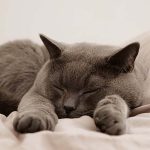 猫も風邪をひく？猫風邪の原因や症状、治療方法について