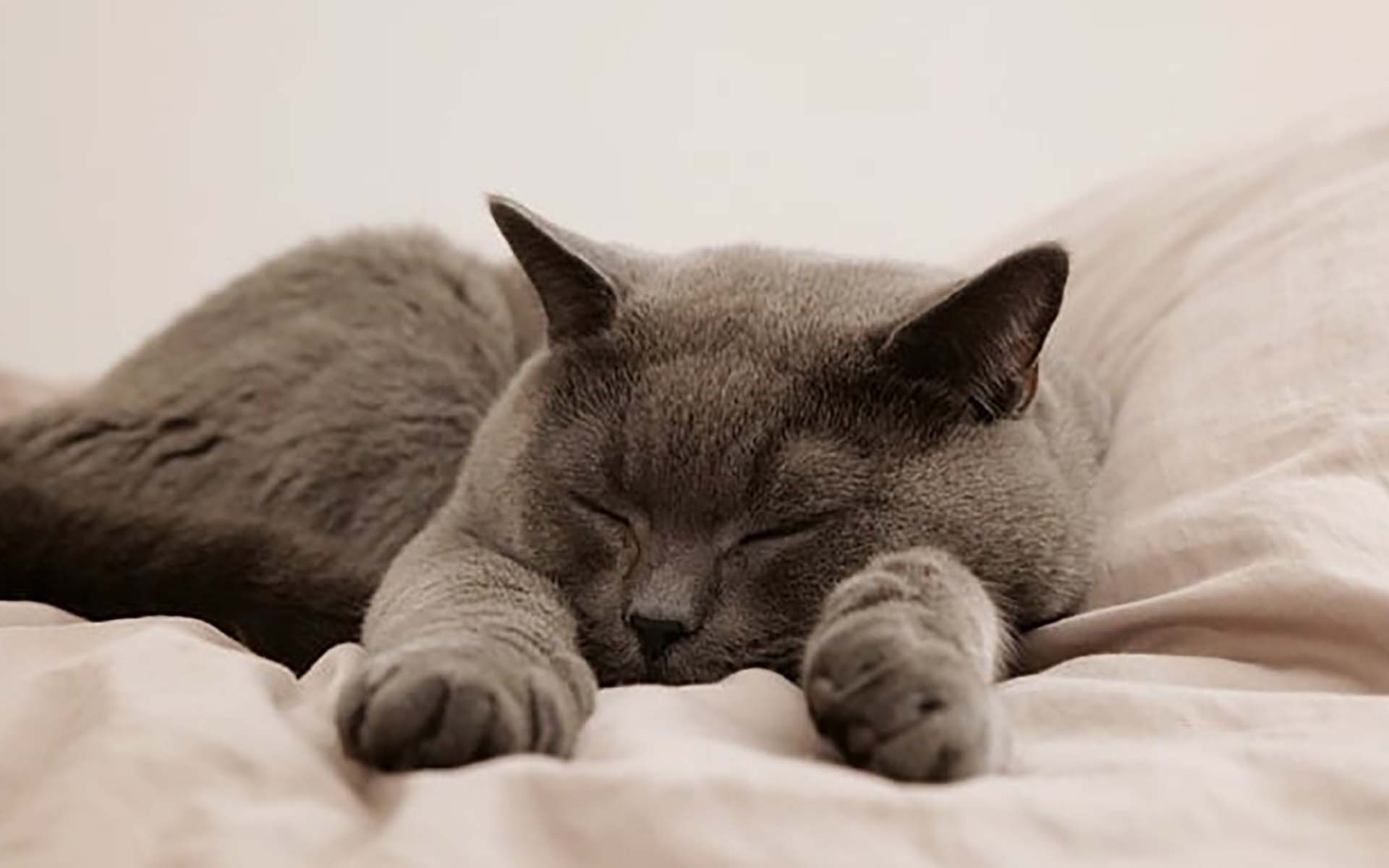 猫も風邪をひく？猫風邪の原因や症状、治療方法について