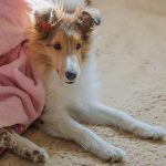 老犬に飼い主様がしてあげられることとは？老犬の変化や対応の仕方もご紹介