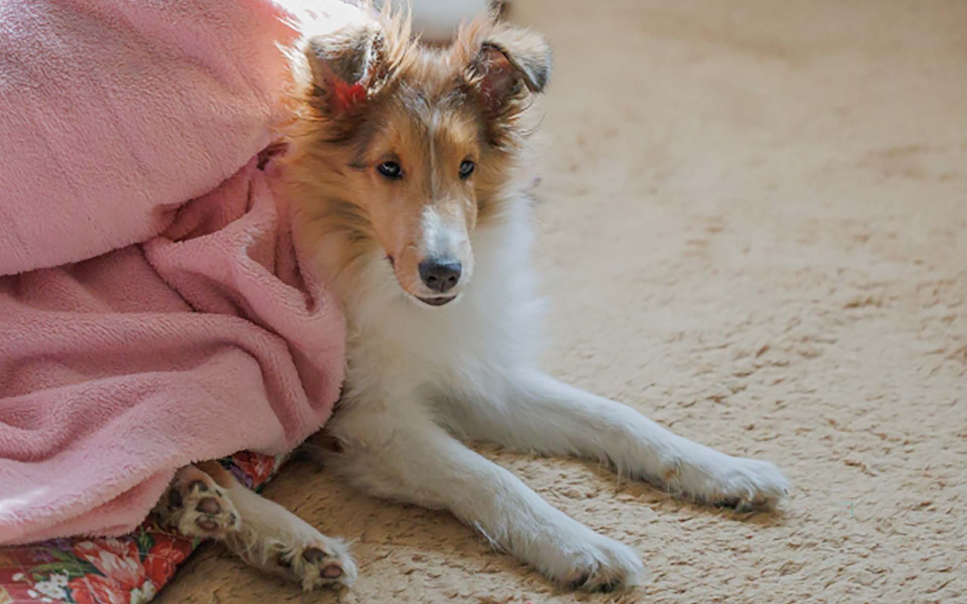 老犬に飼い主様がしてあげられることとは？老犬の変化や対応の仕方もご紹介