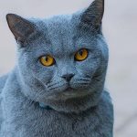 猫の体温が高いのは病気？猫の平熱の計り方や病気の可能性、対処法を紹介
