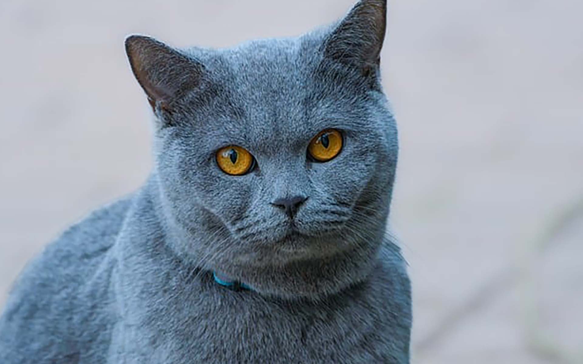 猫の体温が高いのは病気？猫の平熱の計り方や病気の可能性、対処法を紹介