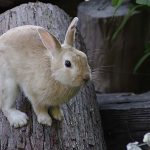 うさぎが仰向けになる理由とは？危険性や注意点も併せて紹介