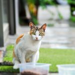 猫の脱水症状には要注意！原因や応急処置の方法、脱水の見分け方について