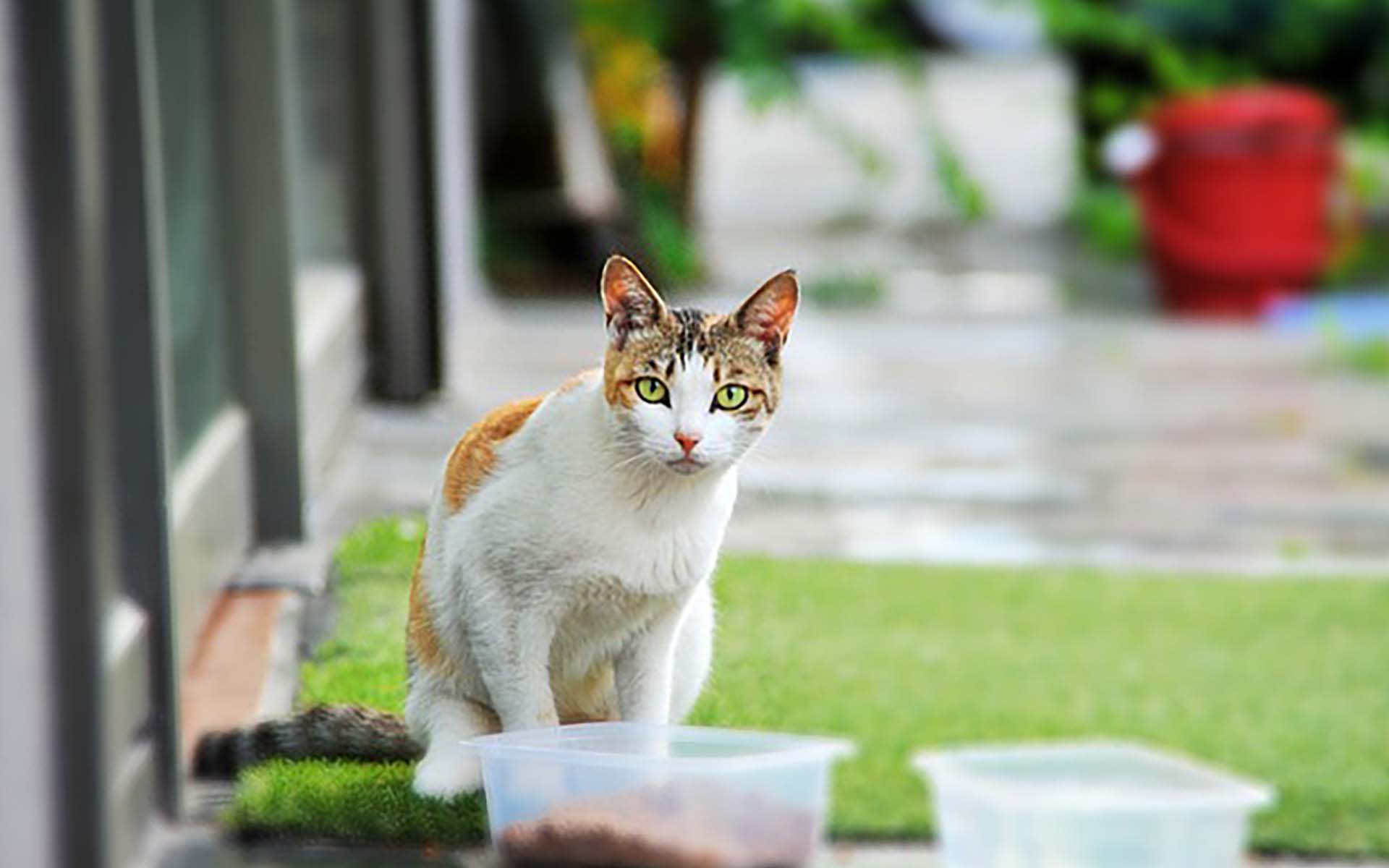 猫の脱水症状には要注意！原因や応急処置の方法、脱水の見分け方について