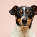 犬を飼う際に臭い対策をどうしたらいい？愛犬と快適に暮らす方法とは