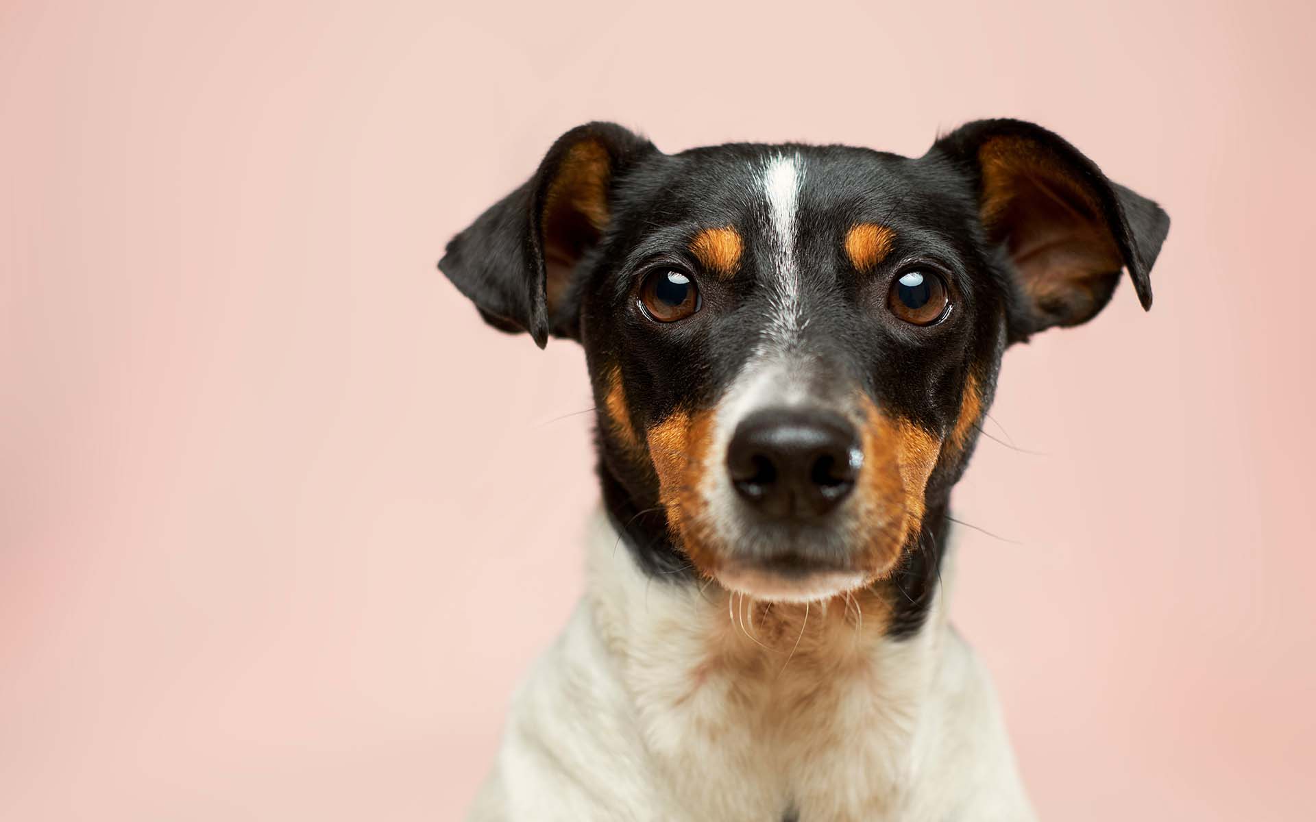 犬を飼う際に臭い対策をどうしたらいい？愛犬と快適に暮らす方法とは