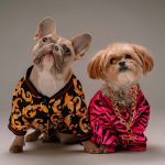 犬に服は必要なのか？着せるメリットやデメリットを紹介