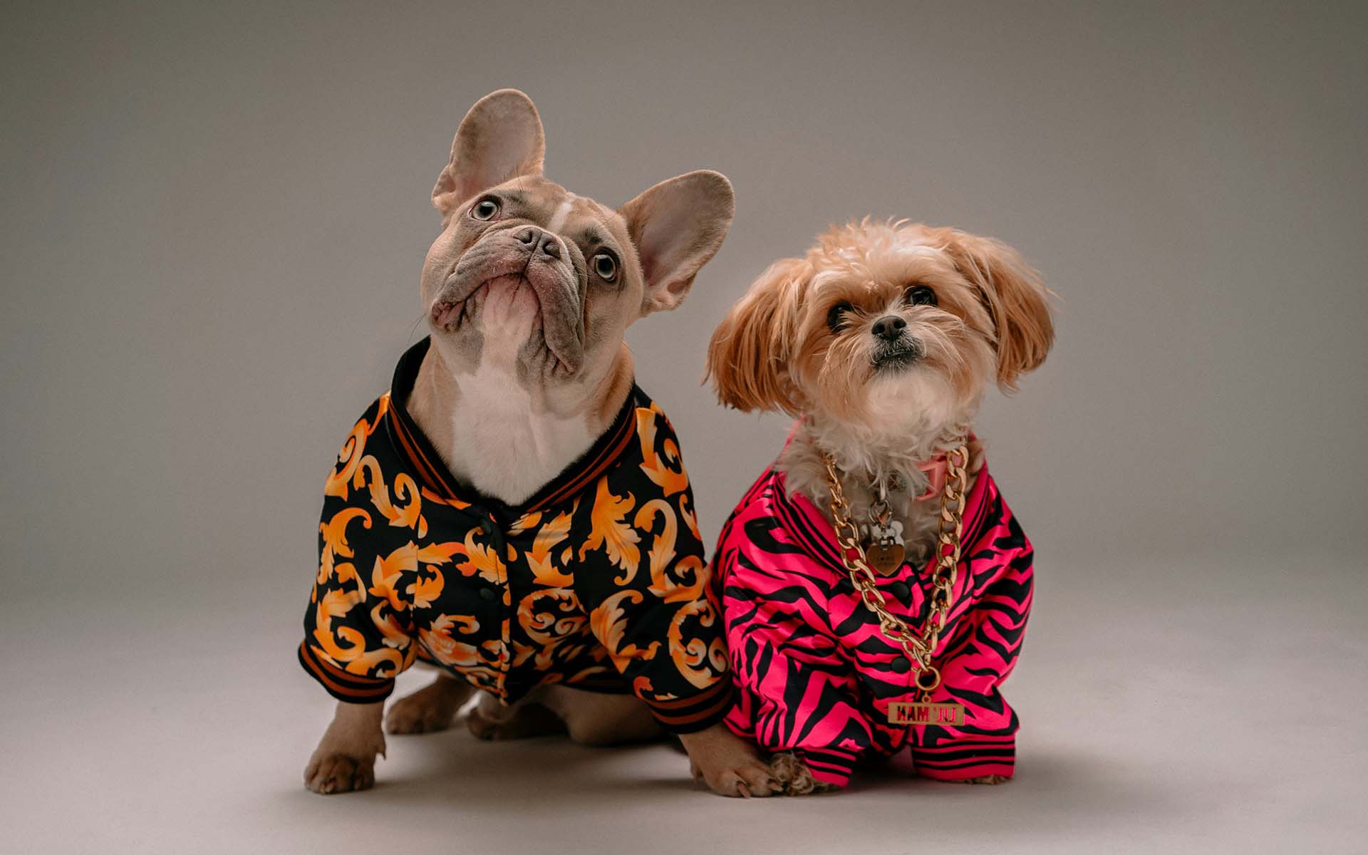 犬に服は必要なのか？着せるメリットやデメリットを紹介