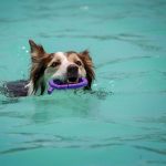 泳ぐことが苦手な犬はいるのか？泳ぎの練習法や注意点を解説