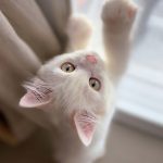 猫はどんな習性がある？仲良くなるためのコツや豆知識