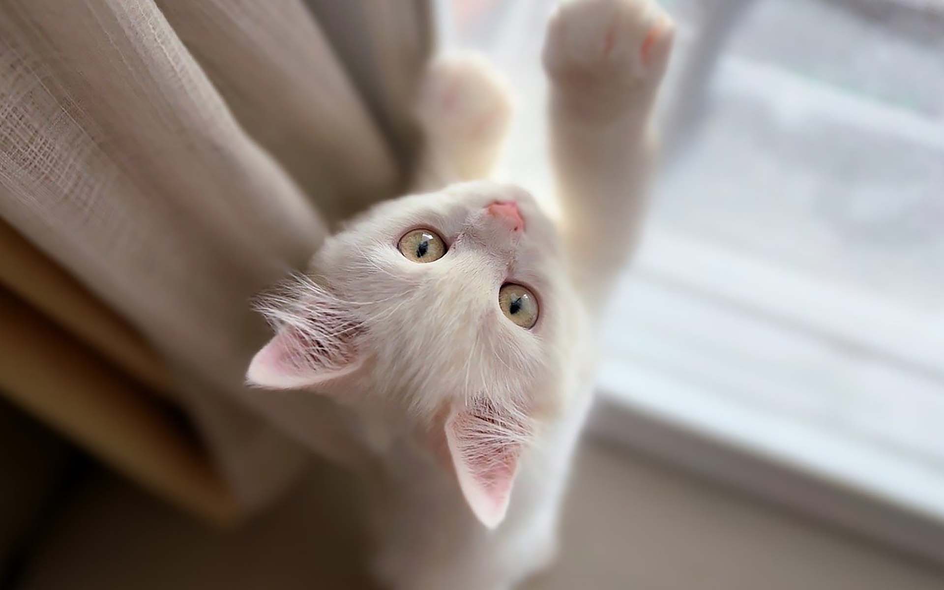猫はどんな習性がある？仲良くなるためのコツや豆知識