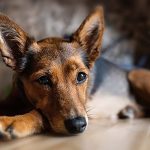 愛犬が失明したらどうする？犬の失明の確認方法や対応、予防方法とは