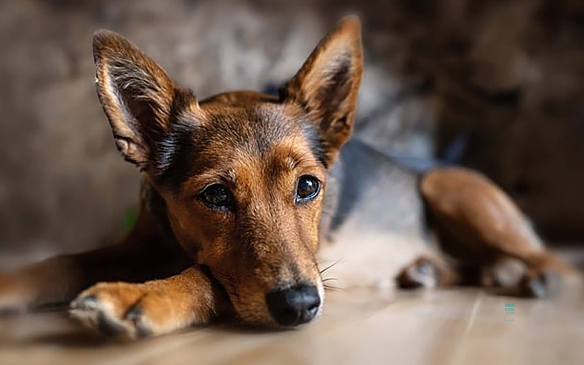 愛犬が失明したらどうする？犬の失明の確認方法や対応、予防方法とは
