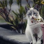 愛猫が失明した場合は？猫の失明に関する対処方法や視力の確認方法、予防策について解説