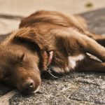 犬も永代供養ができる！メリット・デメリット、費用相場を解説