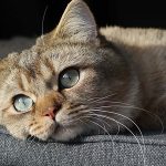 猫のストレスには要注意！原因や猫のストレスサイン、必要な解消方法とは