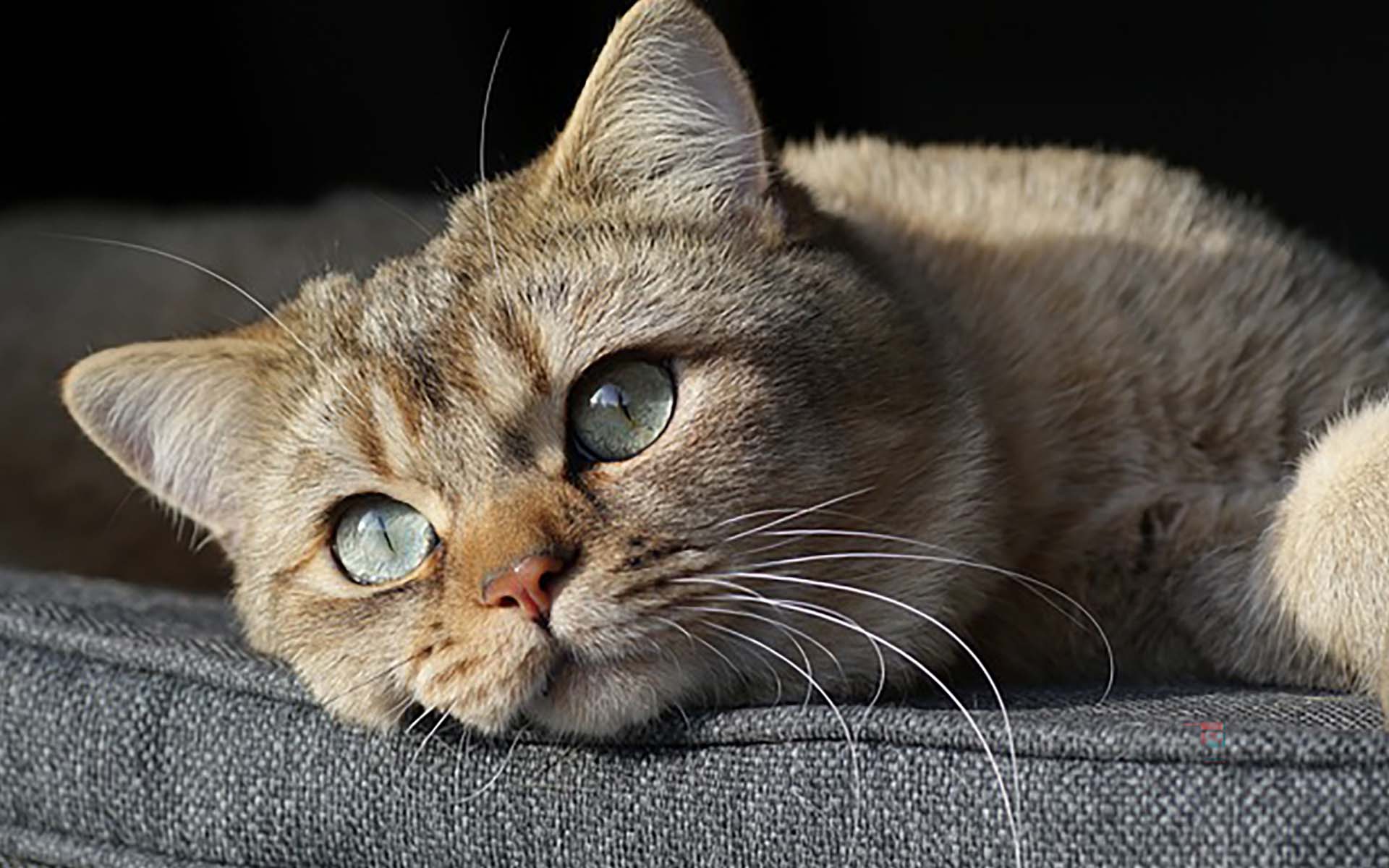 猫のストレスには要注意！原因や猫のストレスサイン、必要な解消方法とは