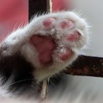 猫の肉球もケアは必要？健康な肉球を維持する方法を解説