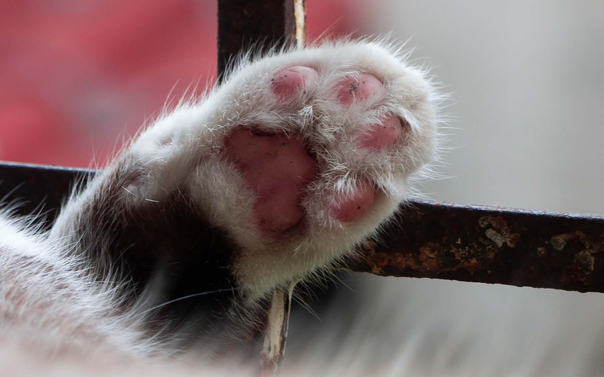 猫の肉球もケアは必要？健康な肉球を維持する方法を解説