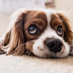 犬の習性とは？行動でわかる感情のサインも紹介