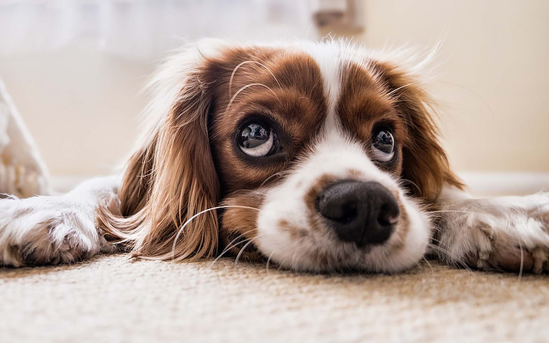 犬の習性とは？行動でわかる感情のサインも紹介