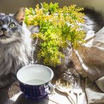 老猫との過ごし方とは？快適な環境を作るために飼い主様ができること