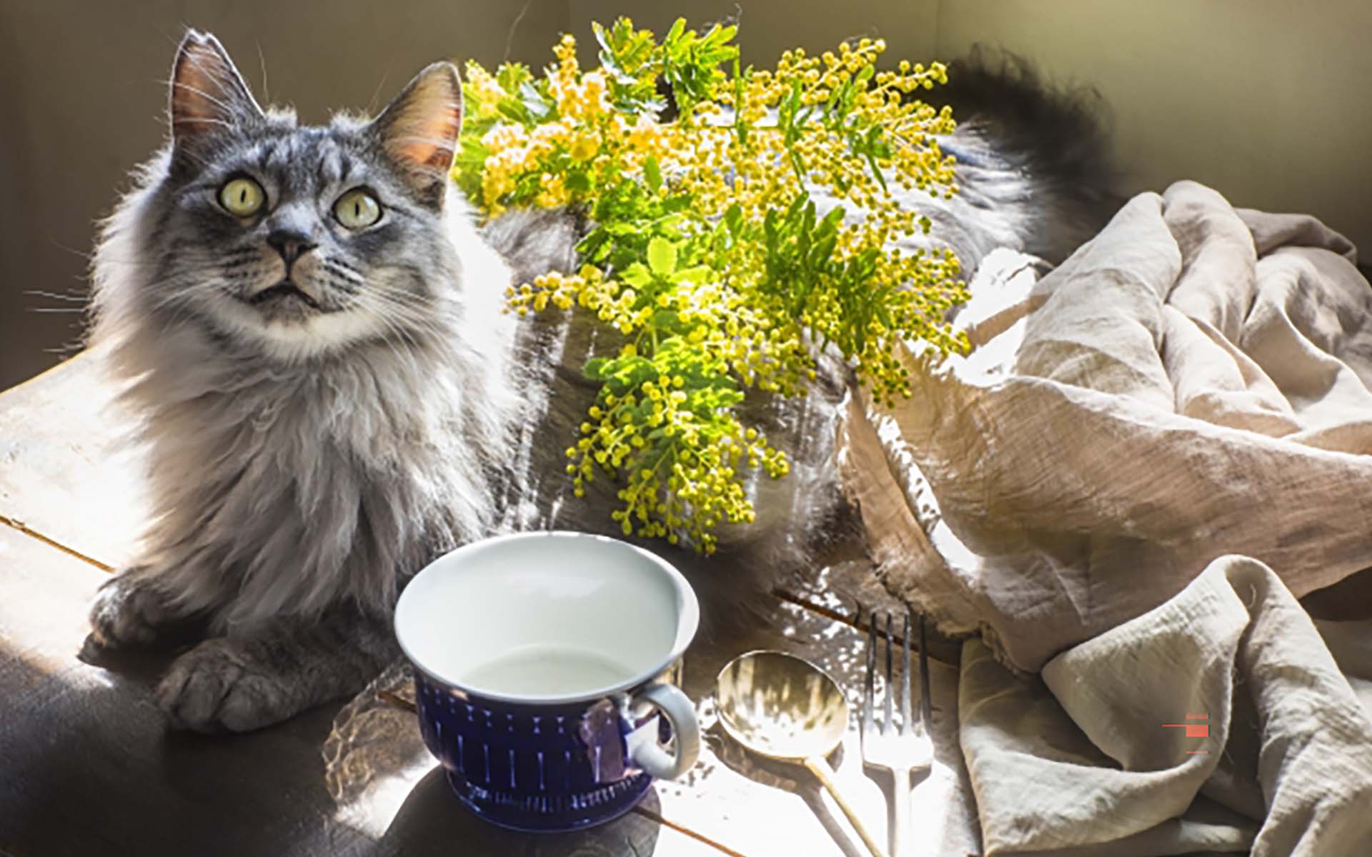 老猫との過ごし方とは？快適な環境を作るために飼い主様ができること