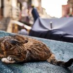 猫も永代供養ができる？タイミングや流れ、費用相場を解説