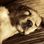 犬の葬式で仕事を休むのは可能？休む方法や伝え方、休めない場合の対処法