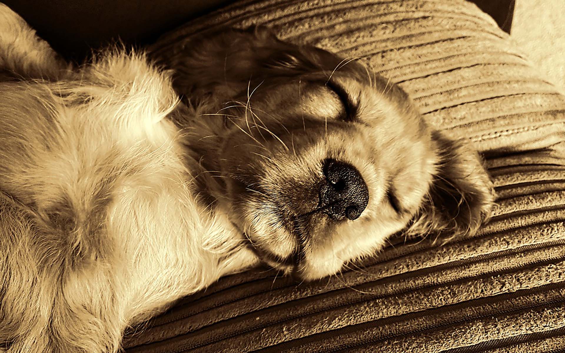 犬の葬式で仕事を休むのは可能？休む方法や伝え方、休めない場合の対処法